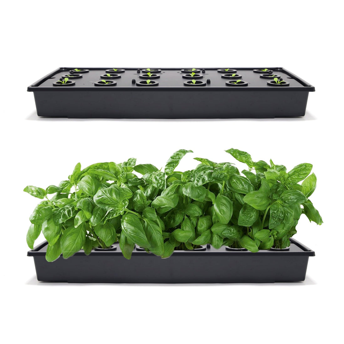 Strawberry | Grow Guide