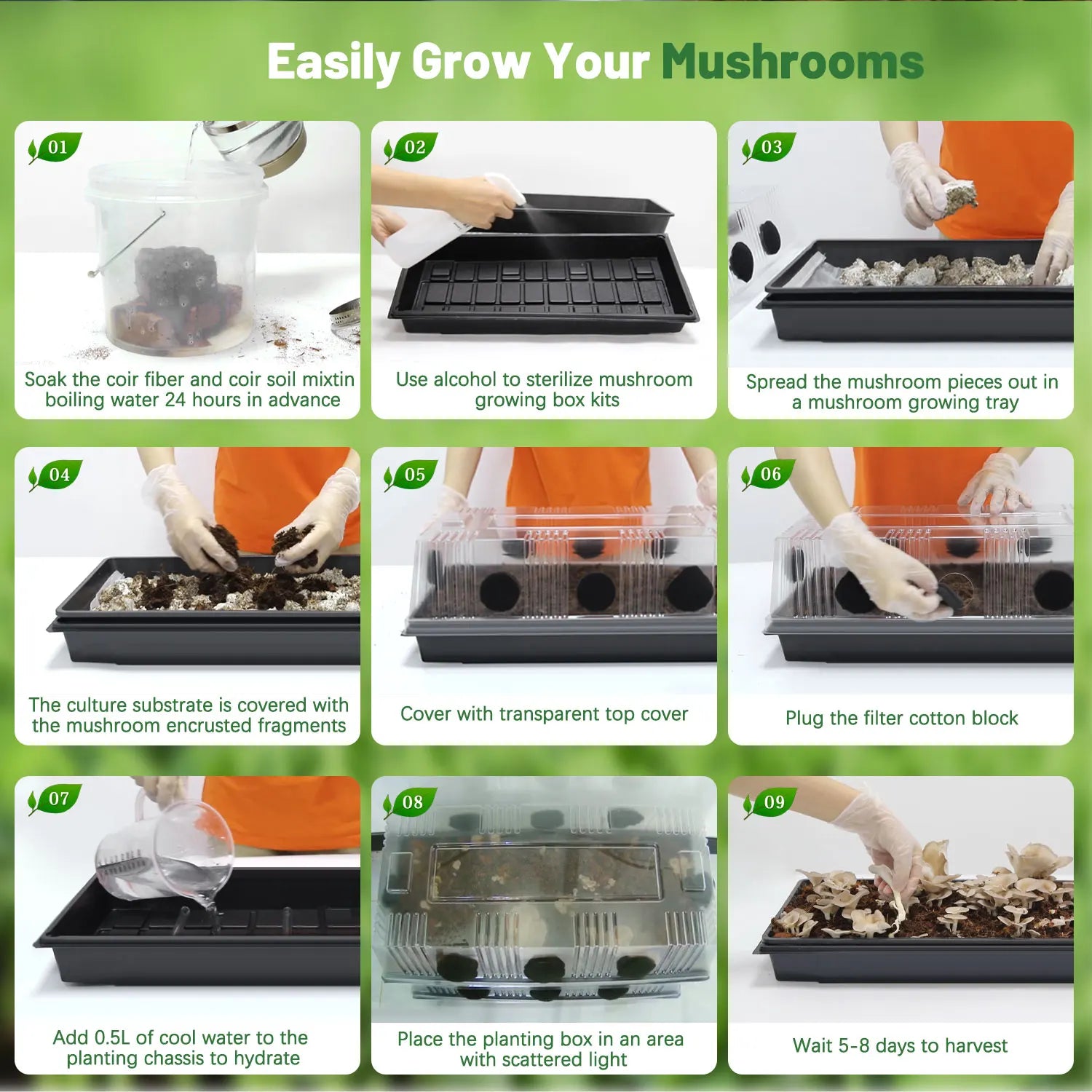 Mushroom Grow Box