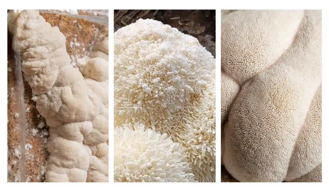 Indoor Lion's Mane Mushroom Grow Kit Home Plant Spore Mushroom Seeds Kit for Growing