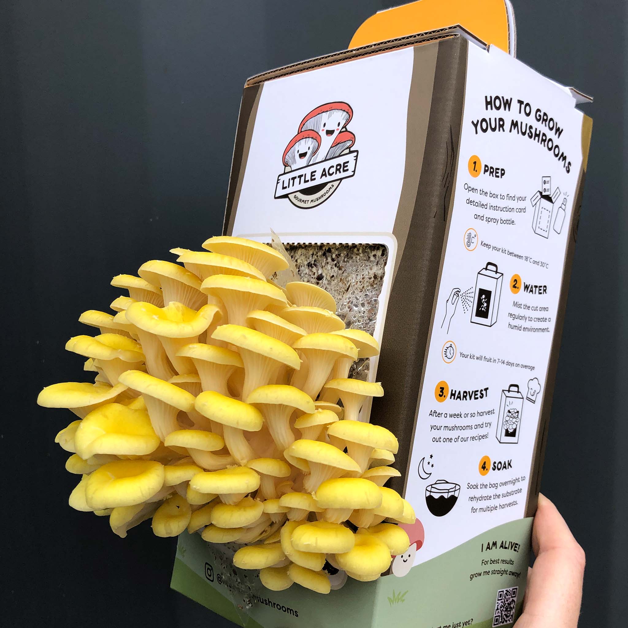 Oyster Mushroom Grow Kit
