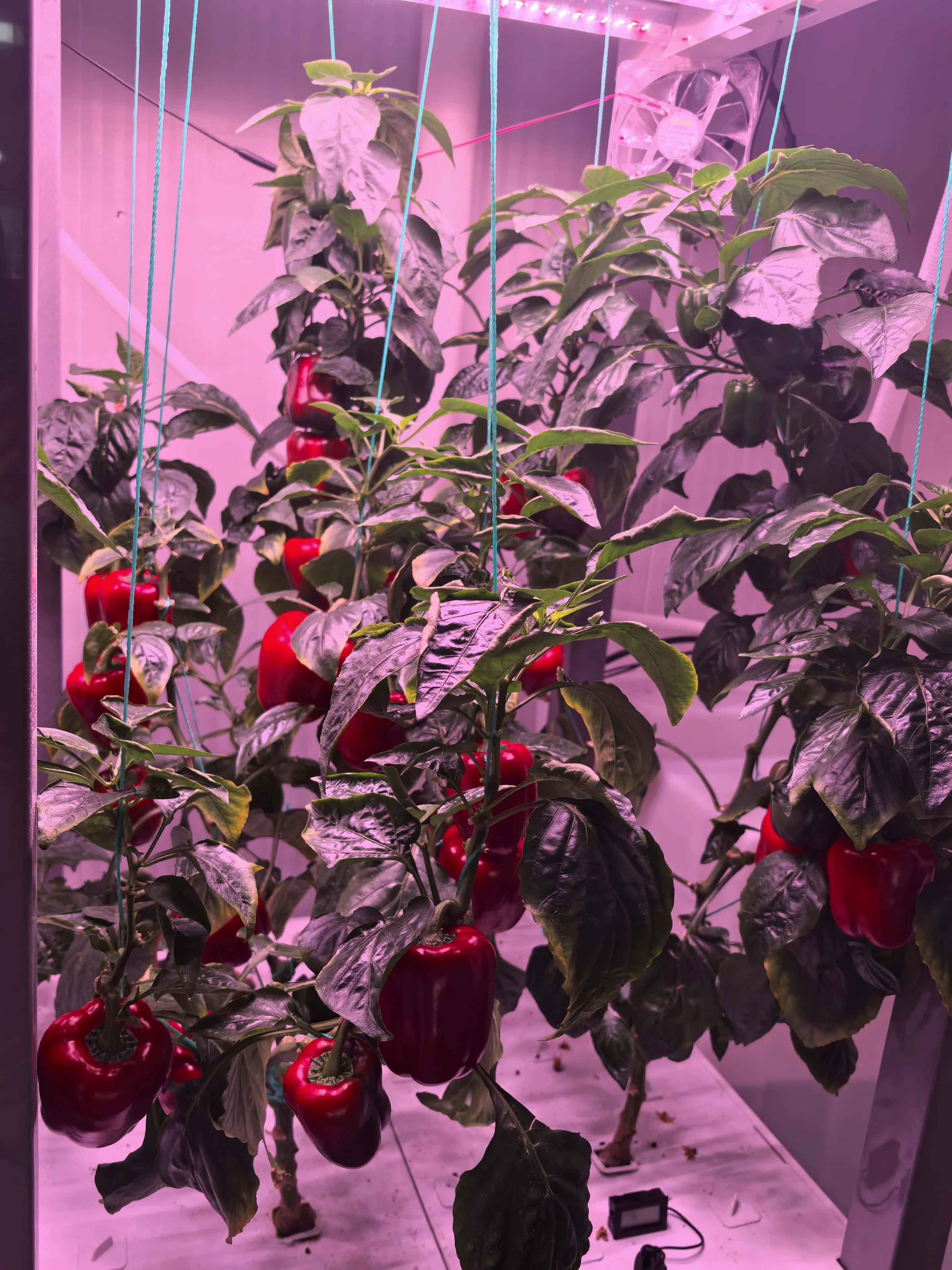 Grow Shelf