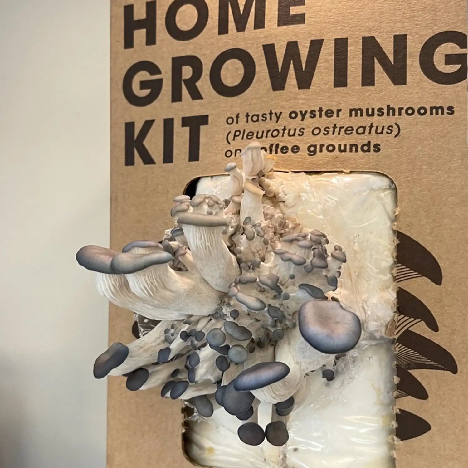 Wholesale Mushroom Growing Home Plant Kit Lions Mane Mushroom Grow Kit
