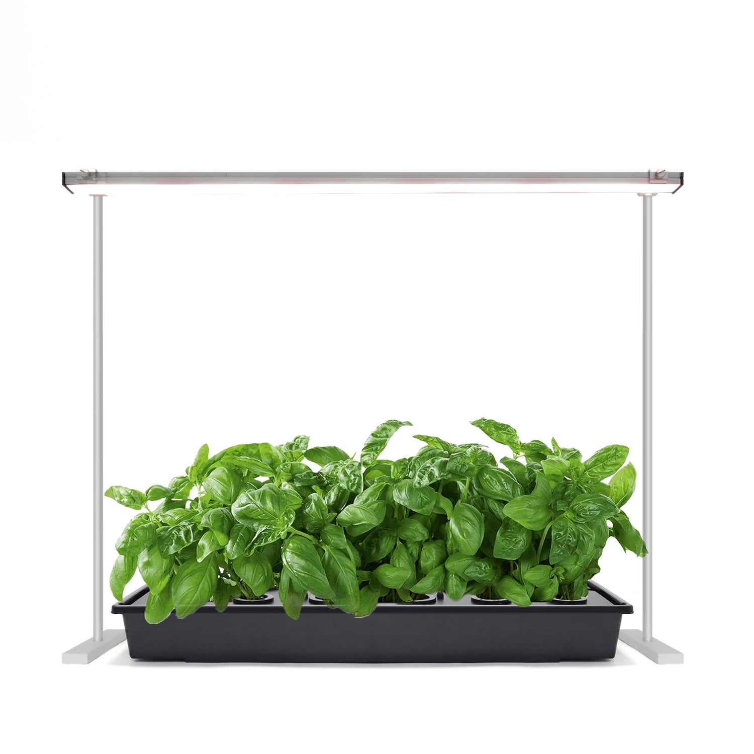 Grow Light