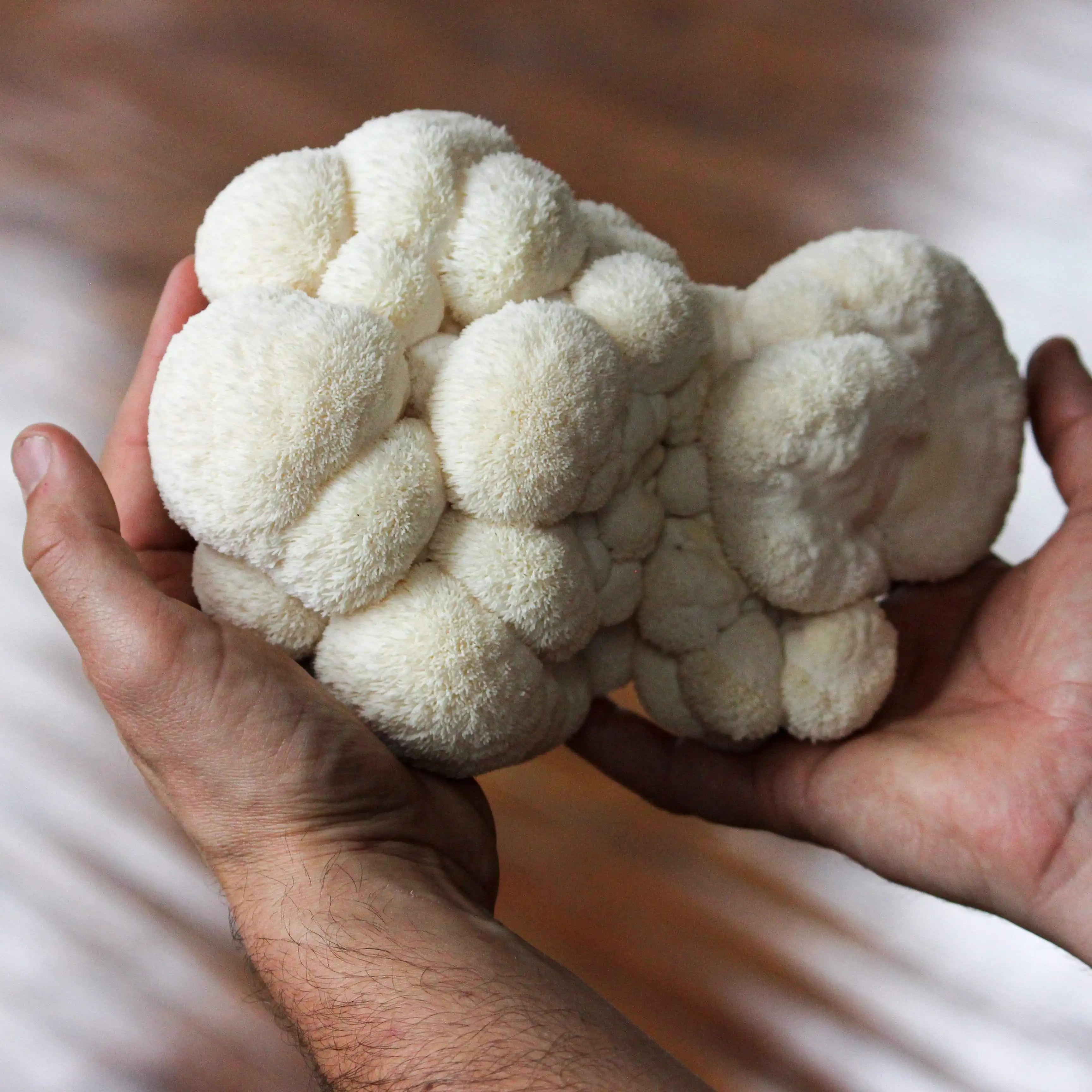 Indoor Lion's Mane Mushroom Grow Kit Home Plant Spore Mushroom Seeds Kit for Growing