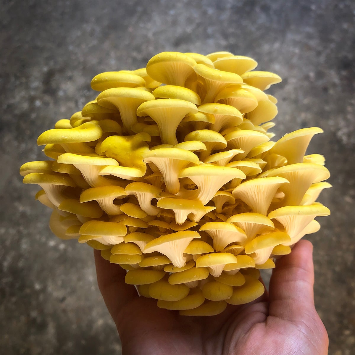 Oyster Mushroom Grow Kit