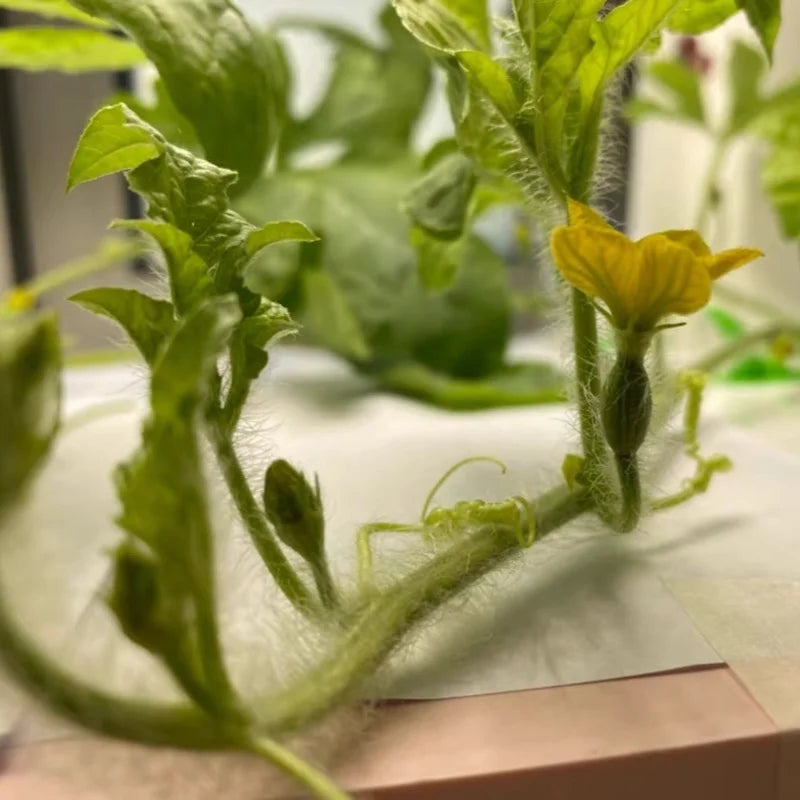 Grow Box