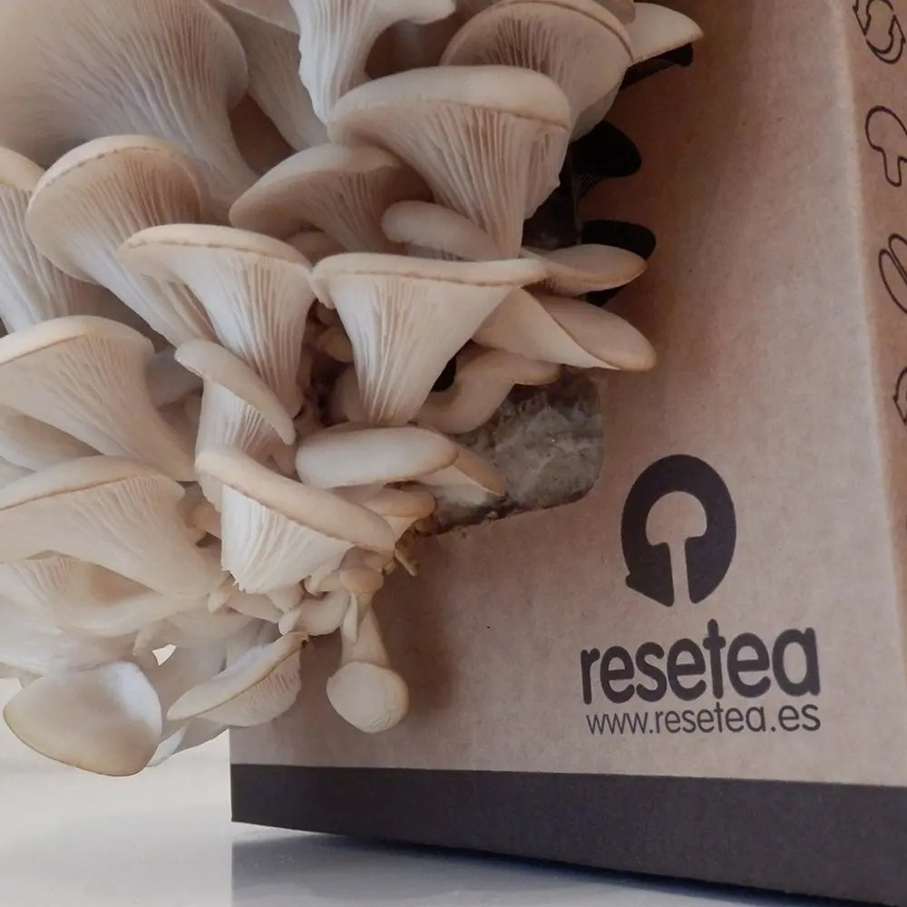 Wholesale Mushroom Growing Home Plant Kit Lions Mane Mushroom Grow Kit