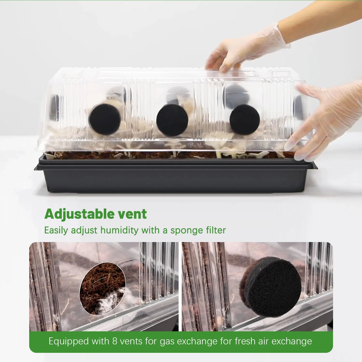 Mushroom Grow Box