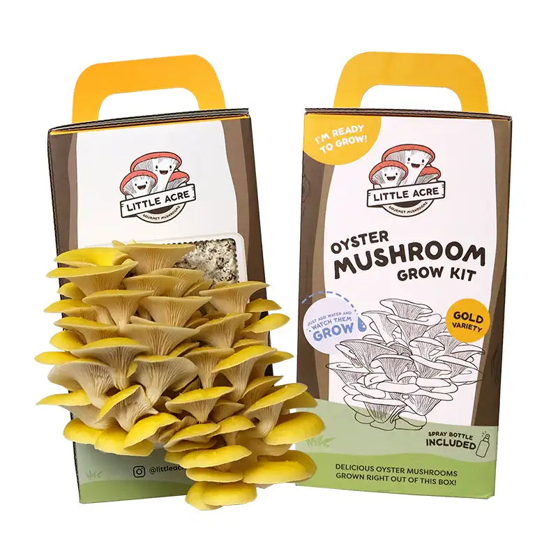 Gold Oyster Monotub Mushroom Grow Kit Package Diy Kokedama Plant Kit